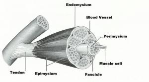 Source: http://www.easynotecards.com/notecard_set/5689