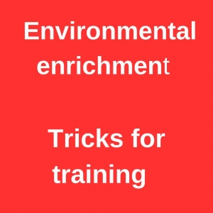 Training tricks.jpg